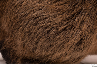 Nutria back fur 0003.jpg